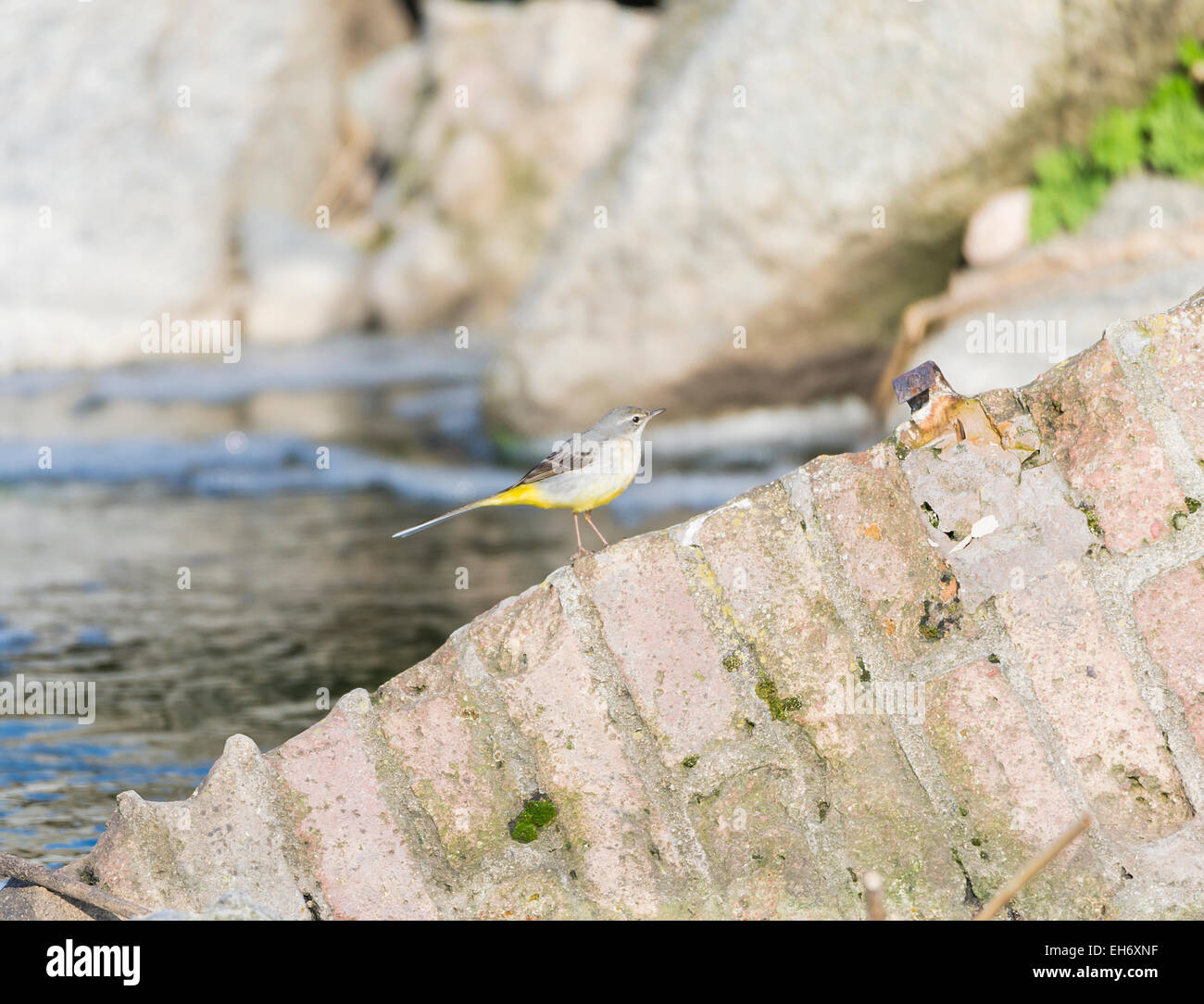 Motacilla cinerea, Grey wagtail looking for food Stock Photo