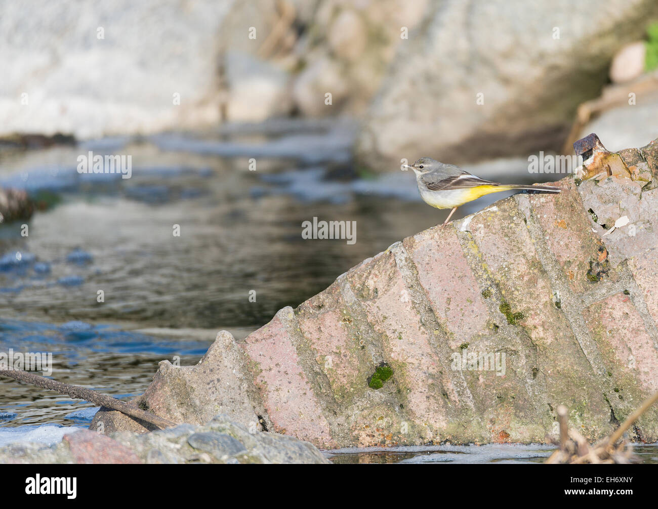 Motacilla cinerea, Grey wagtail looking for food Stock Photo