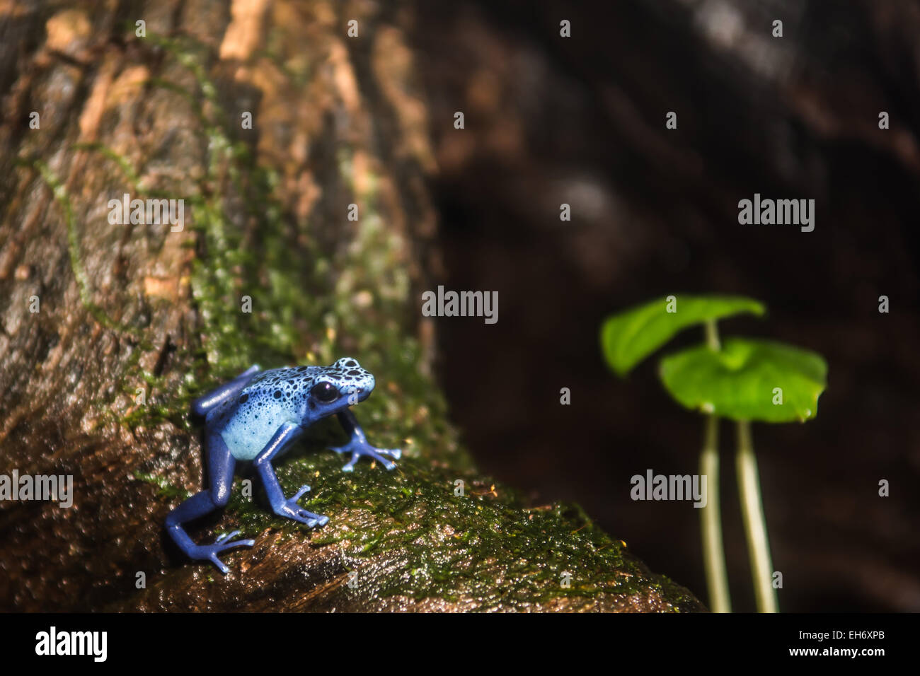 Blue Poison Dart Frog Stock Photo