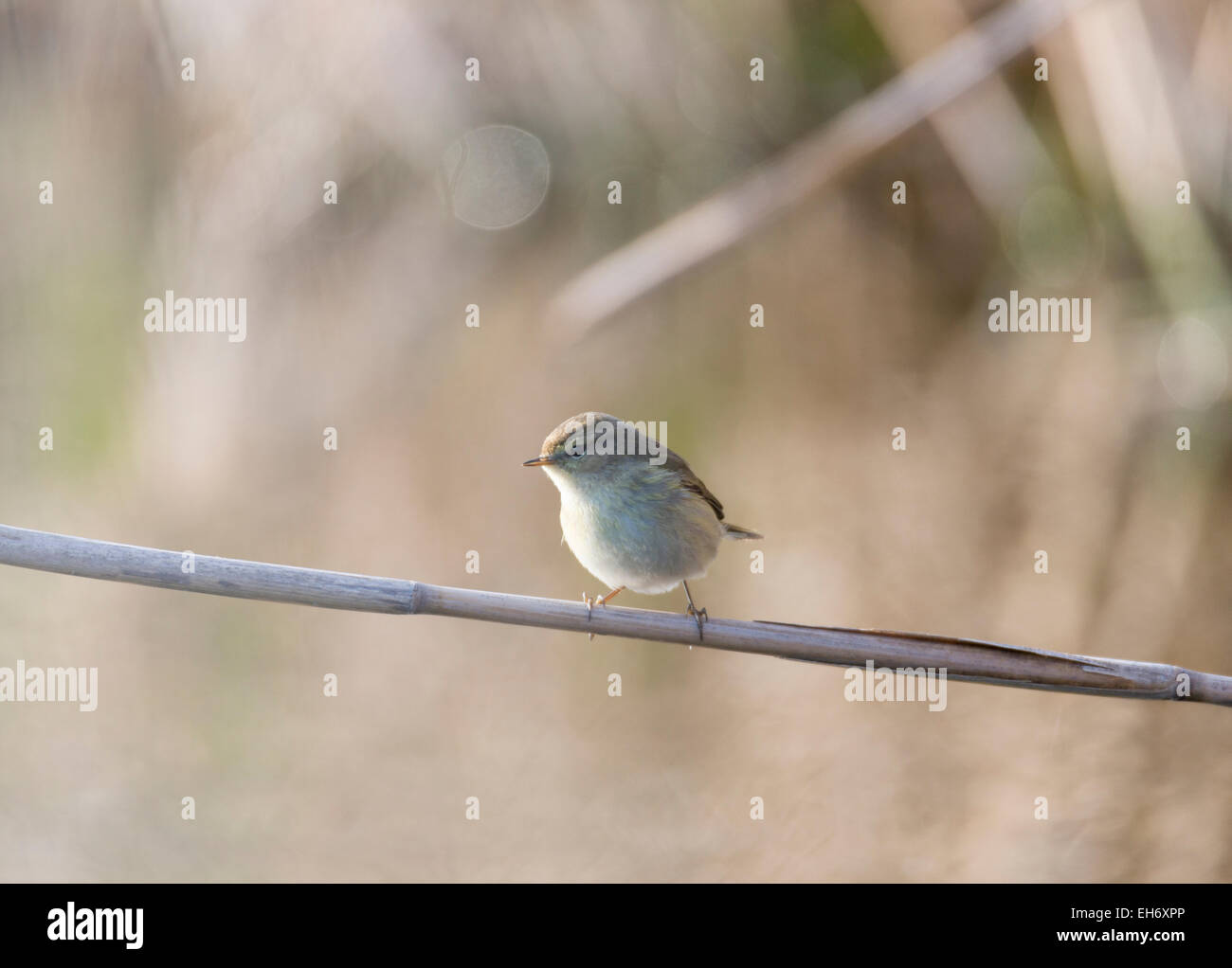 phylloscopus collybita, chiffchaff, foraging over a log Stock Photo