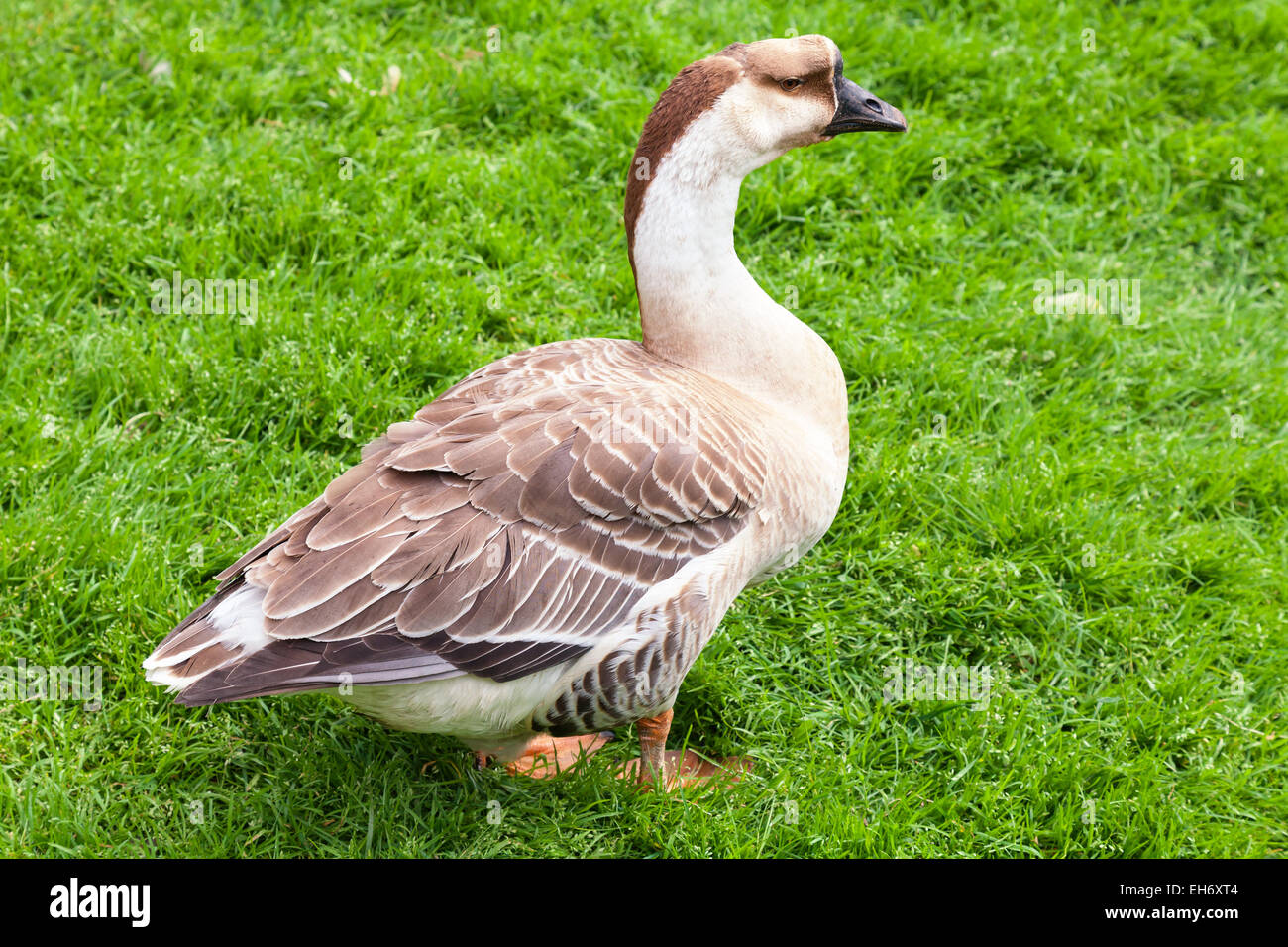 Big gray brown goose stands on green grass Stock Photo