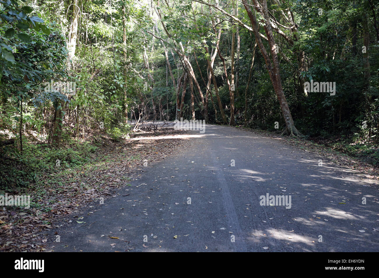 Forest road hi-res stock photography and images - Alamy
