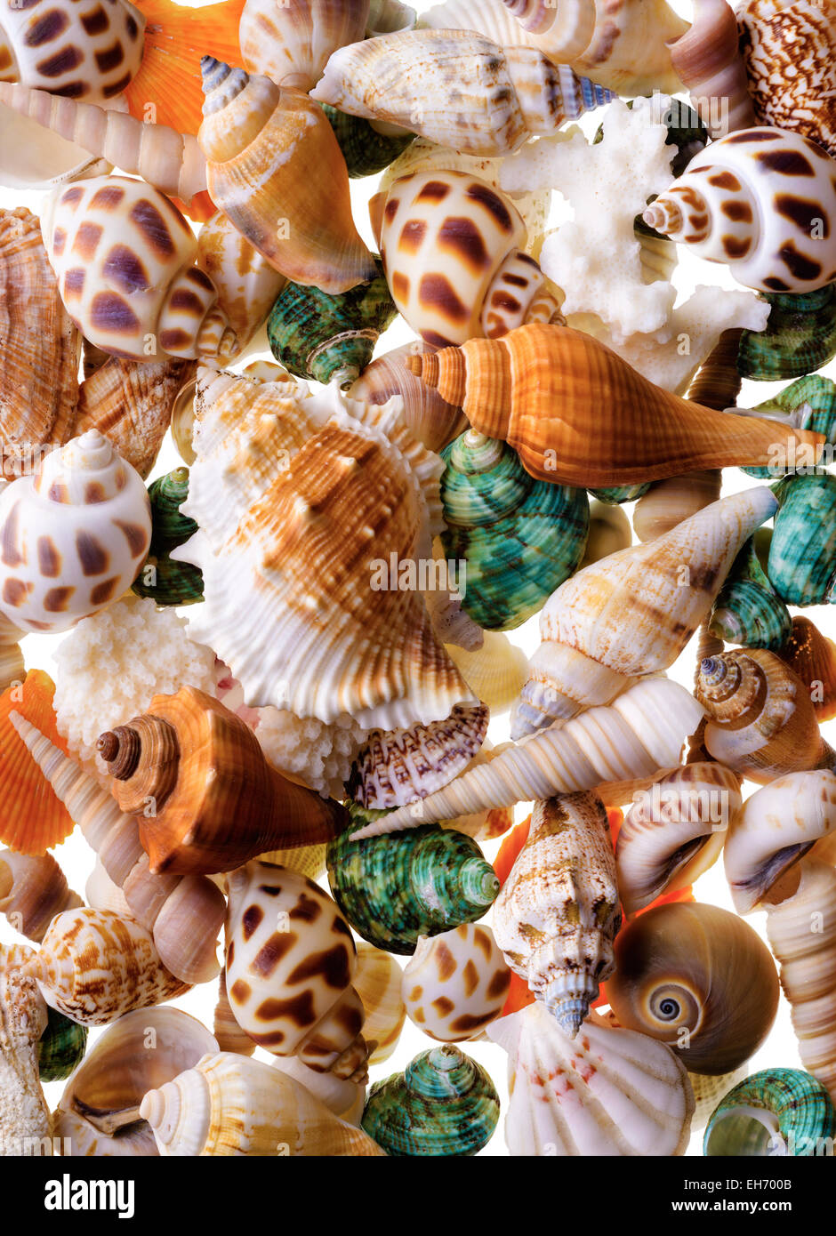Backgrounds and textures: mix of assorted seashells Stock Photo