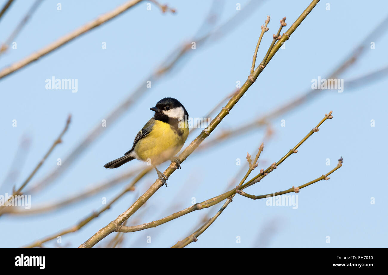 Parus major,saithe common  hanging from a tree branch Stock Photo
