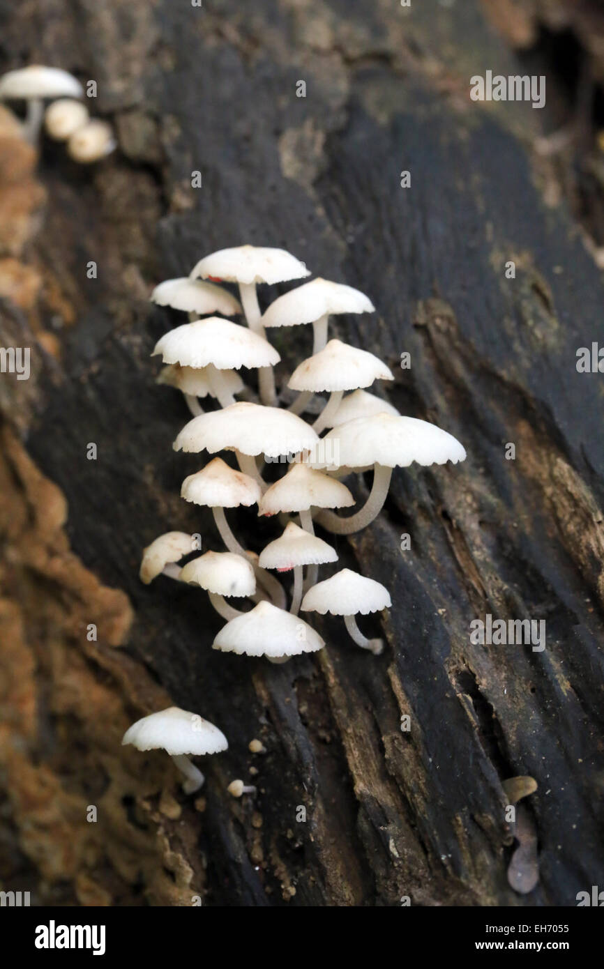Wild mushroom that grows on wood of dead trees. Stock Photo