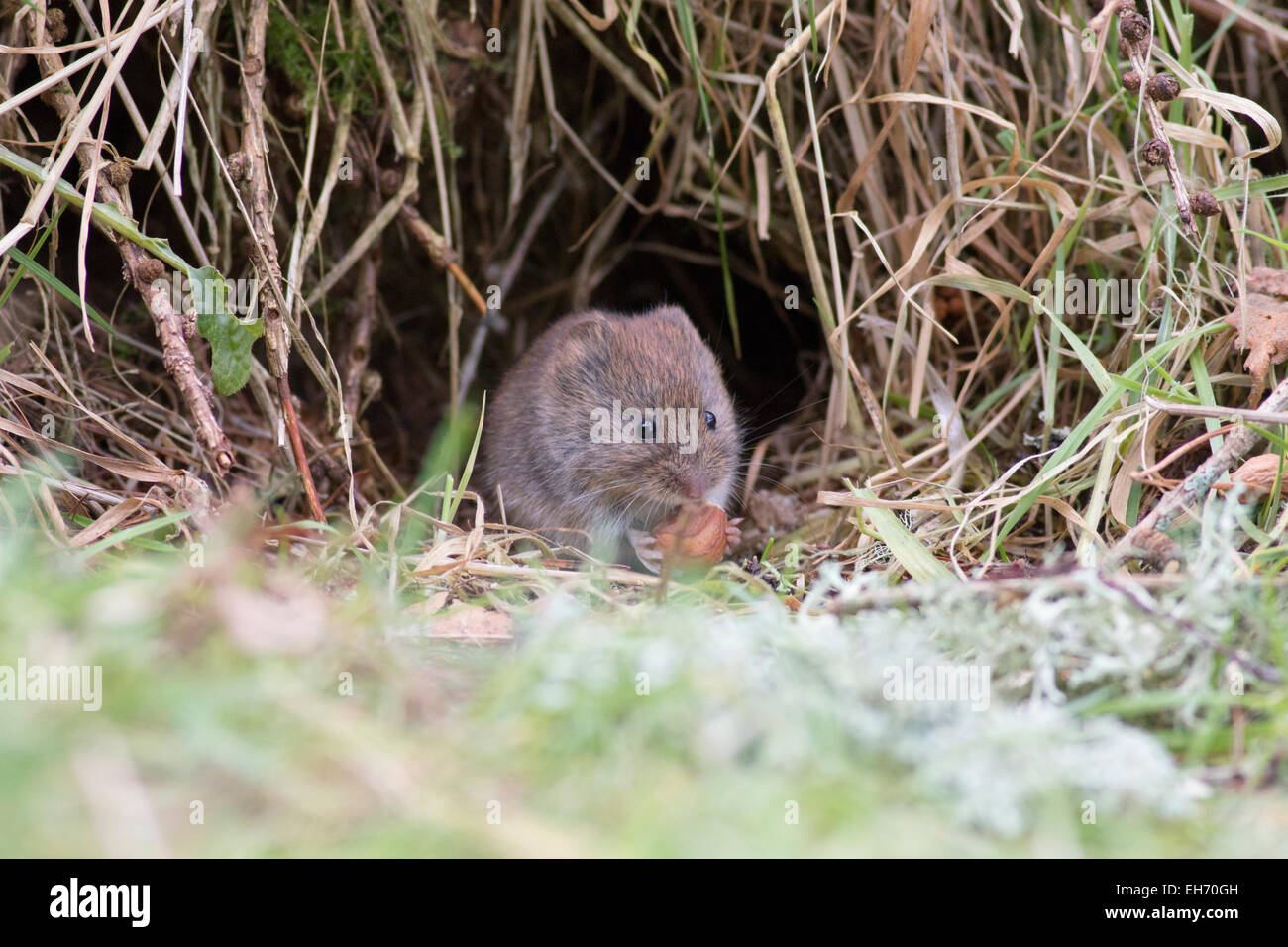 Field vole or shorttailed vole (Microtus agrestis) in the forest