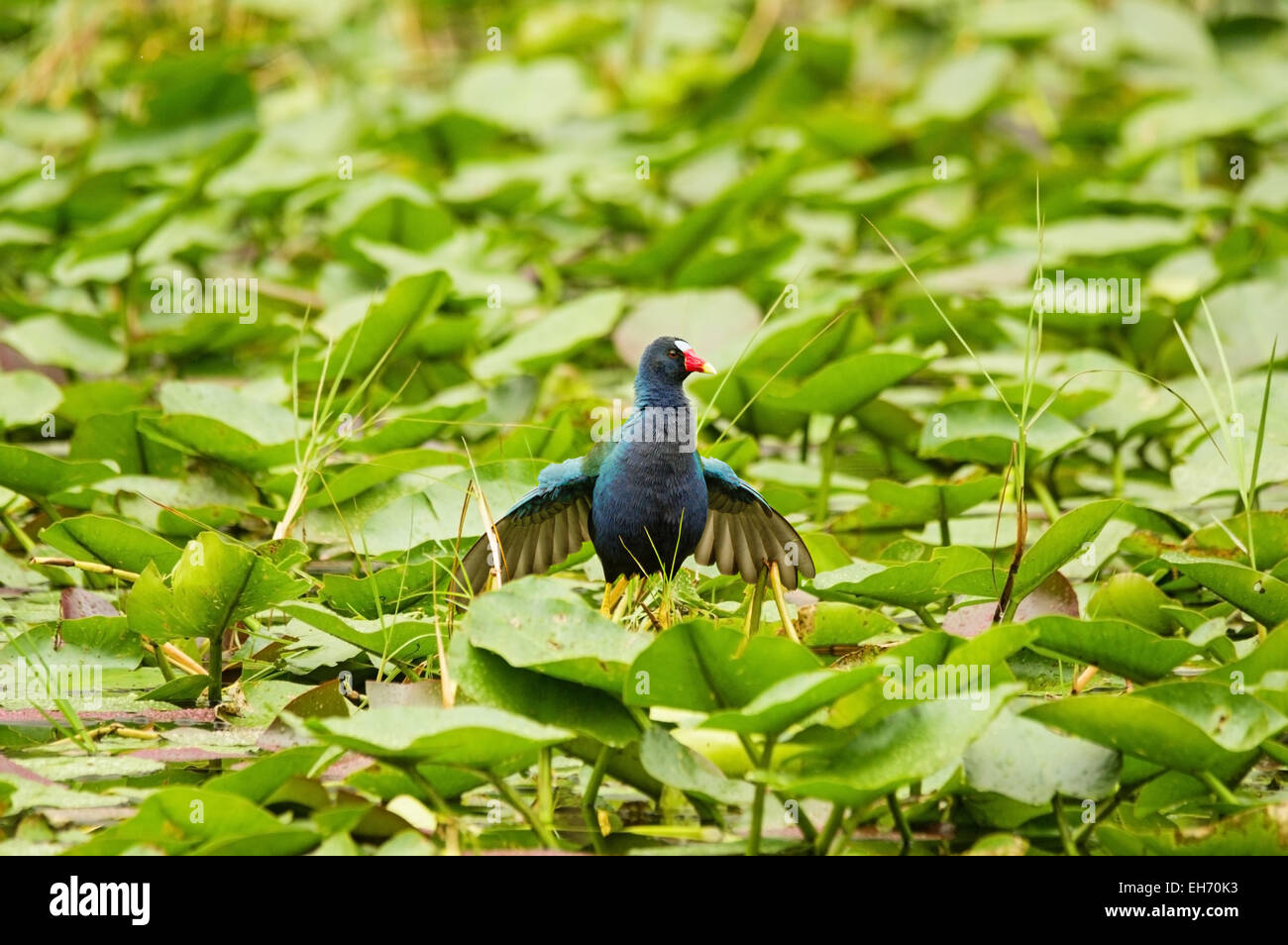 purple gallinule or Porphyrula martinica bird walking on leaves in the Everglades swamp Stock Photo