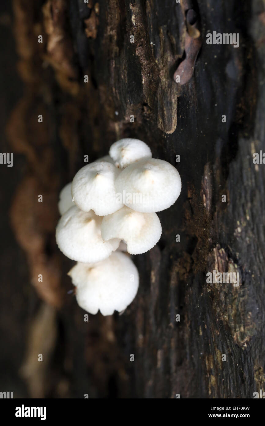 Wild mushroom that grows on wood of dead trees. Stock Photo