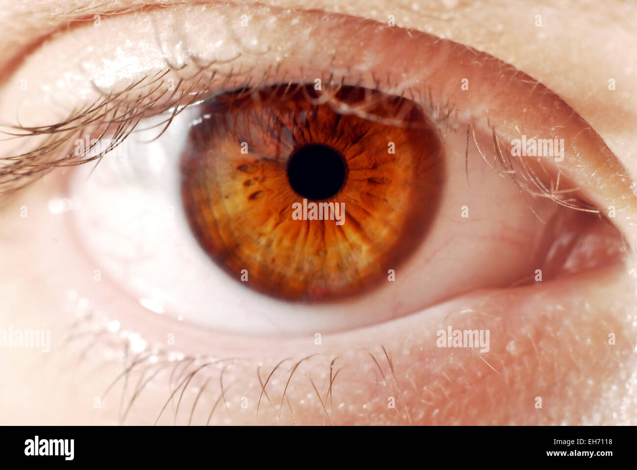 Hazel eye hires stock photography and images Alamy