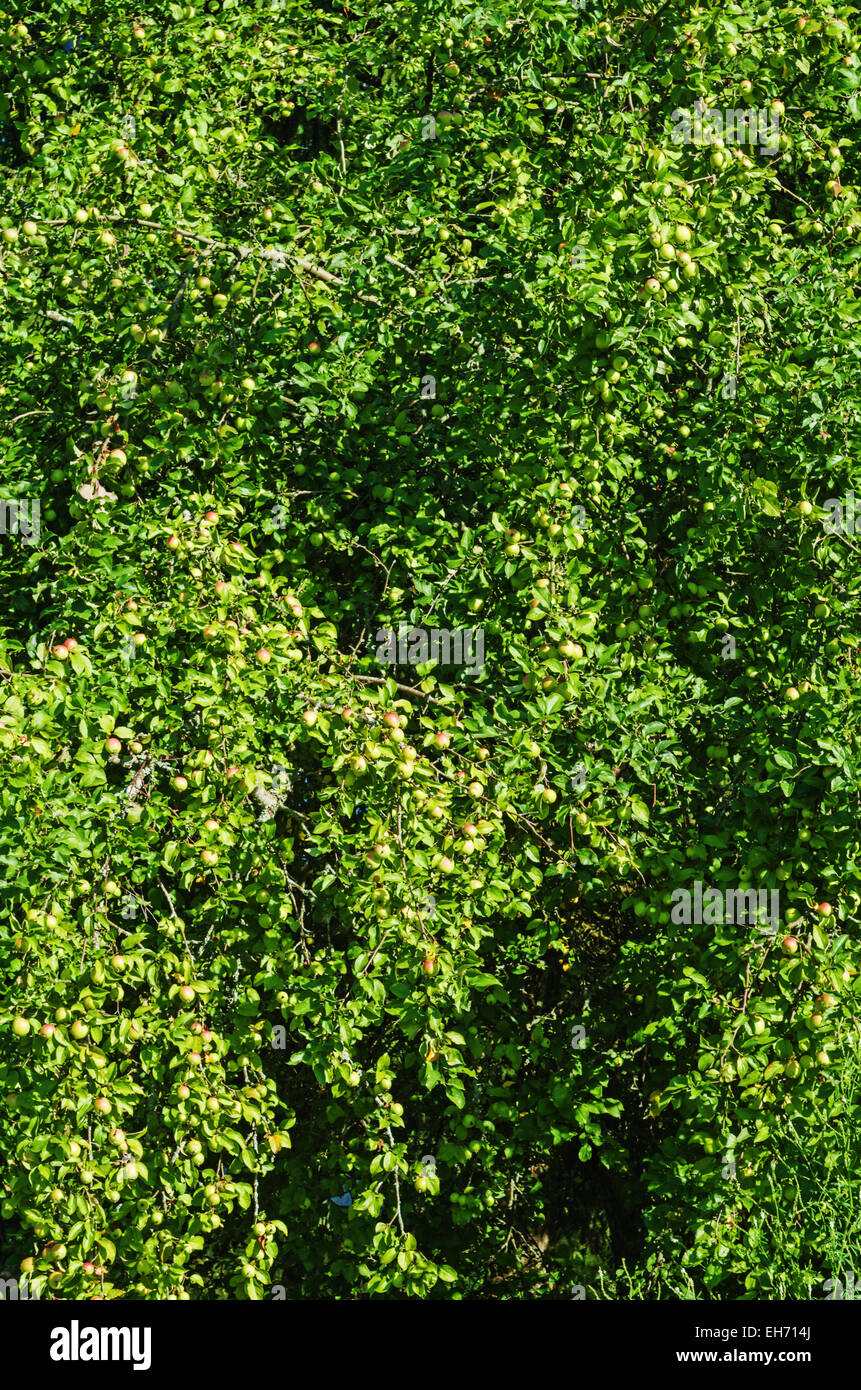 Apple tree background Stock Photo - Alamy