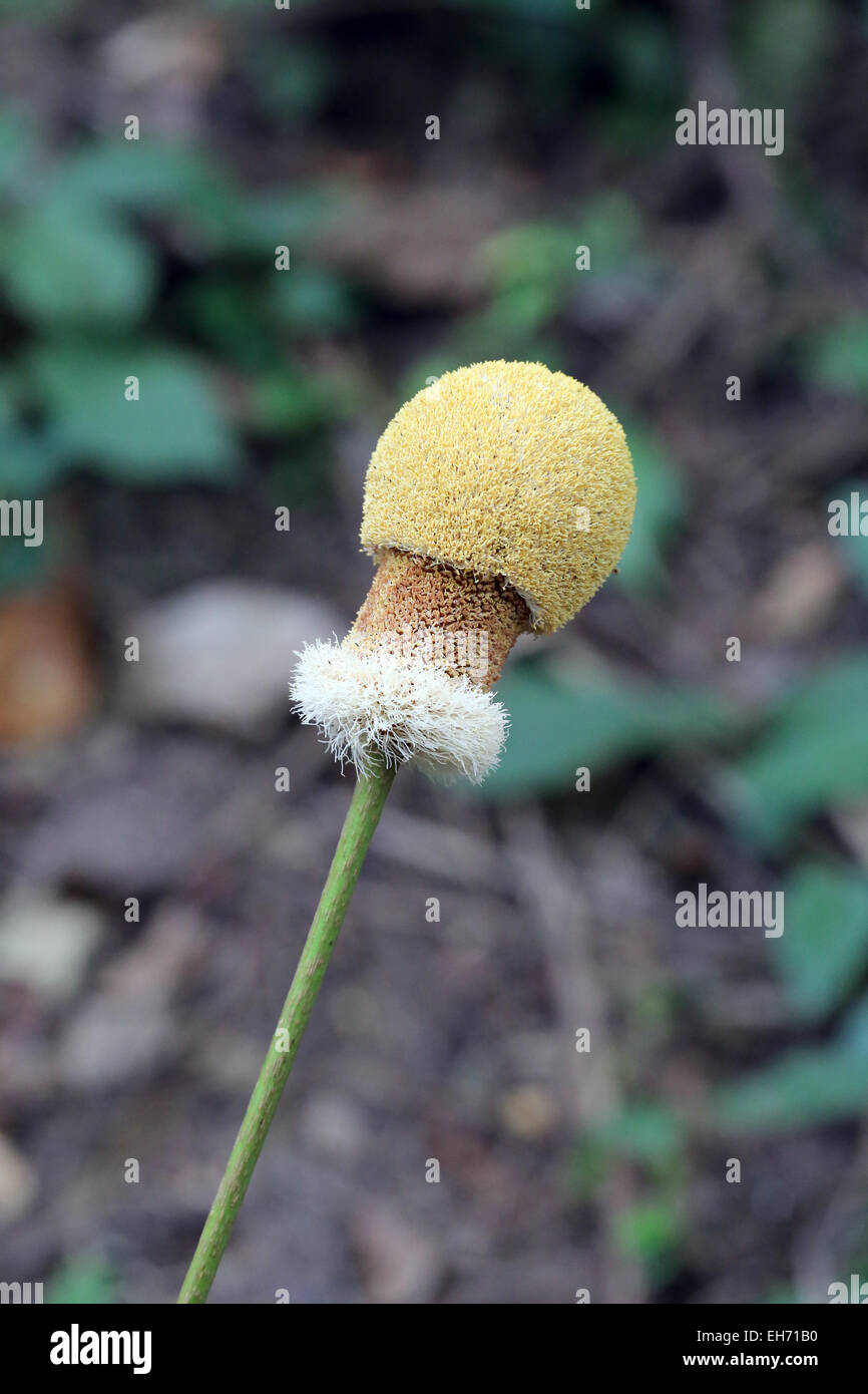 Wildflowers bloom fully in the woodland. Stock Photo