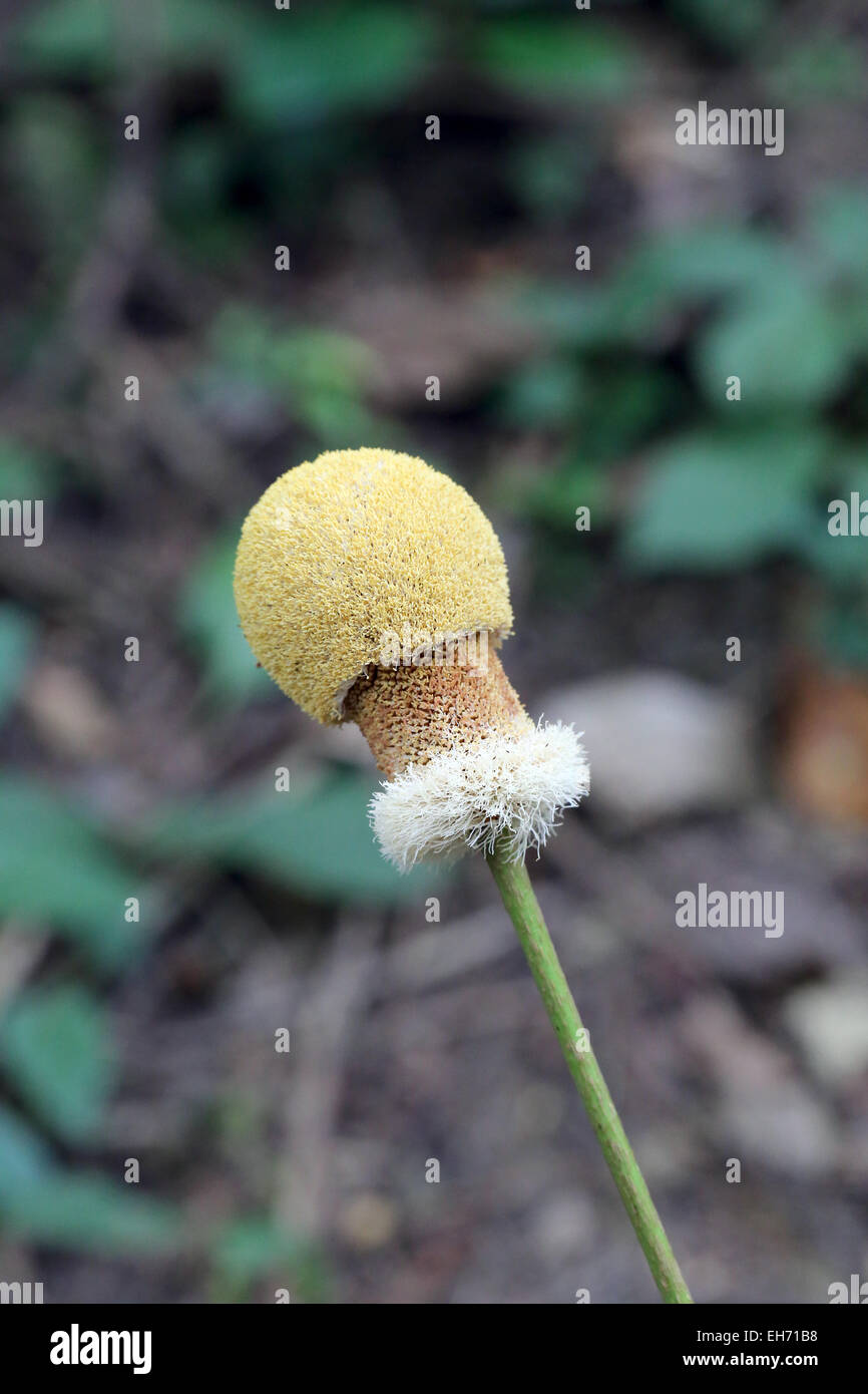 Wildflowers bloom fully in the woodland. Stock Photo