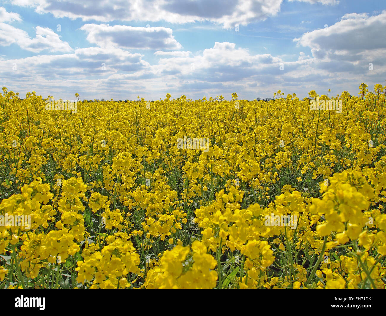 Crop of oil seed rape Stock Photo - Alamy