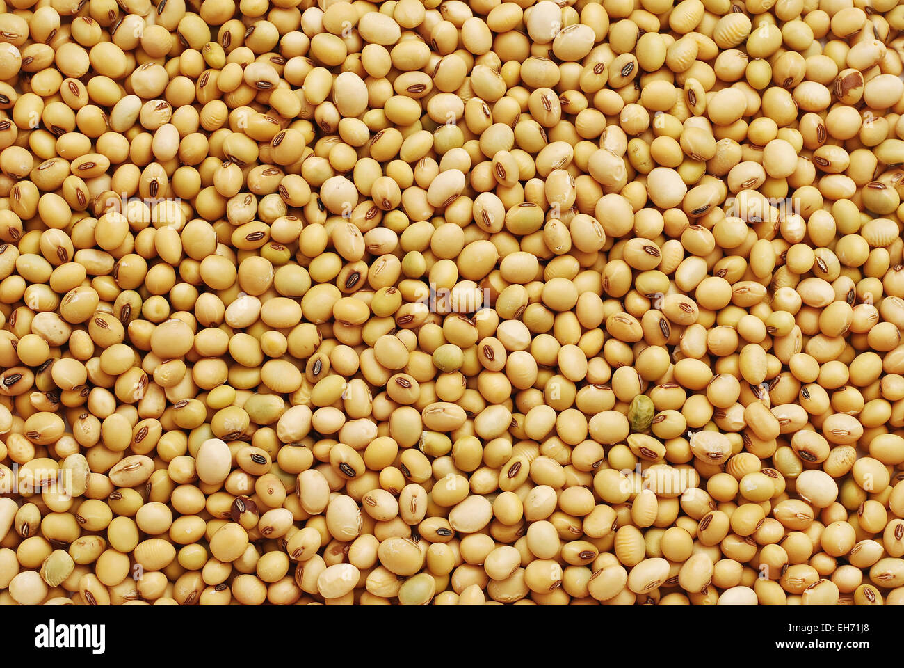 soy bean background texture detail Stock Photo