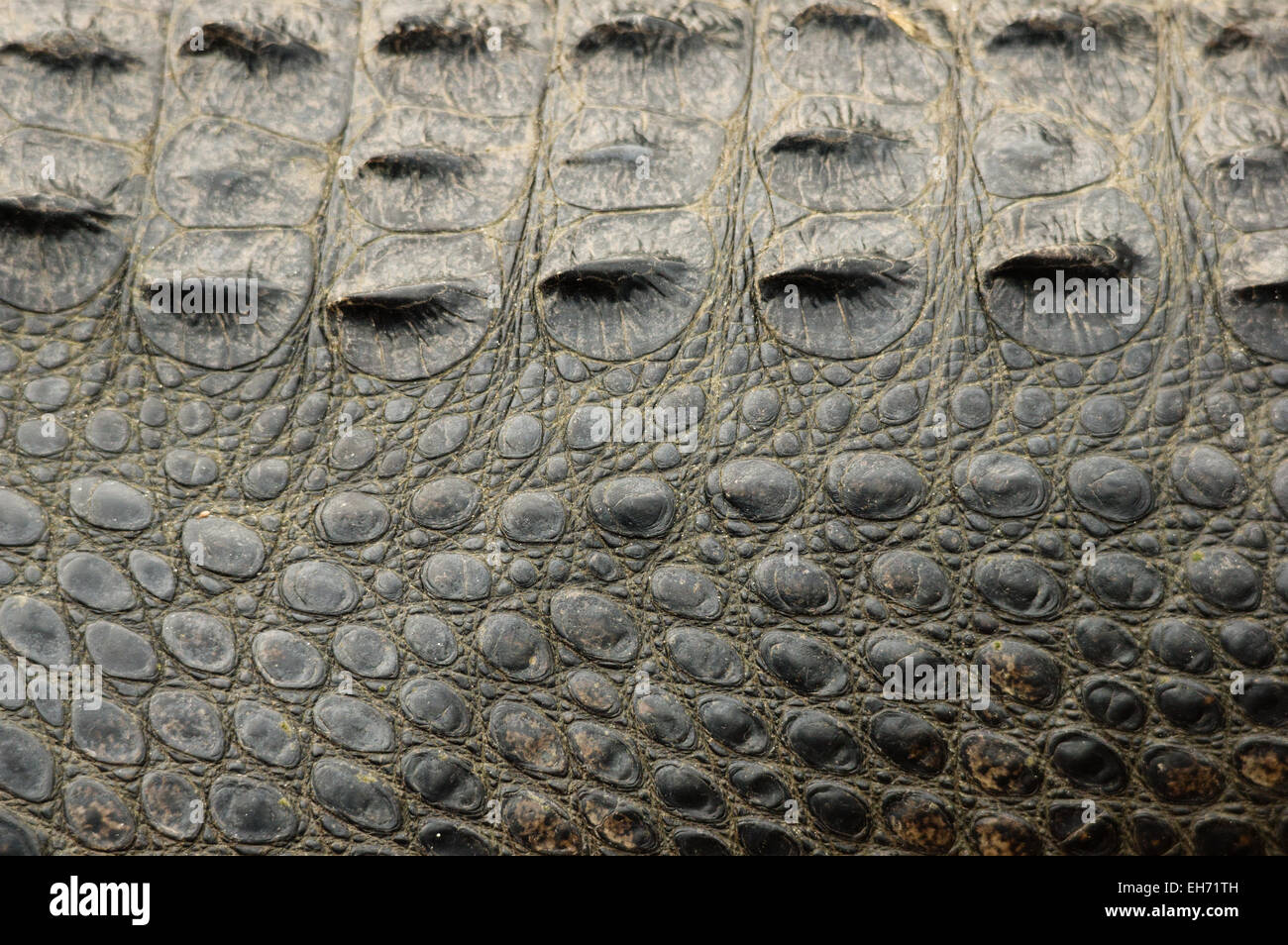 American alligator skin background texture showing side and back scales Stock Photo