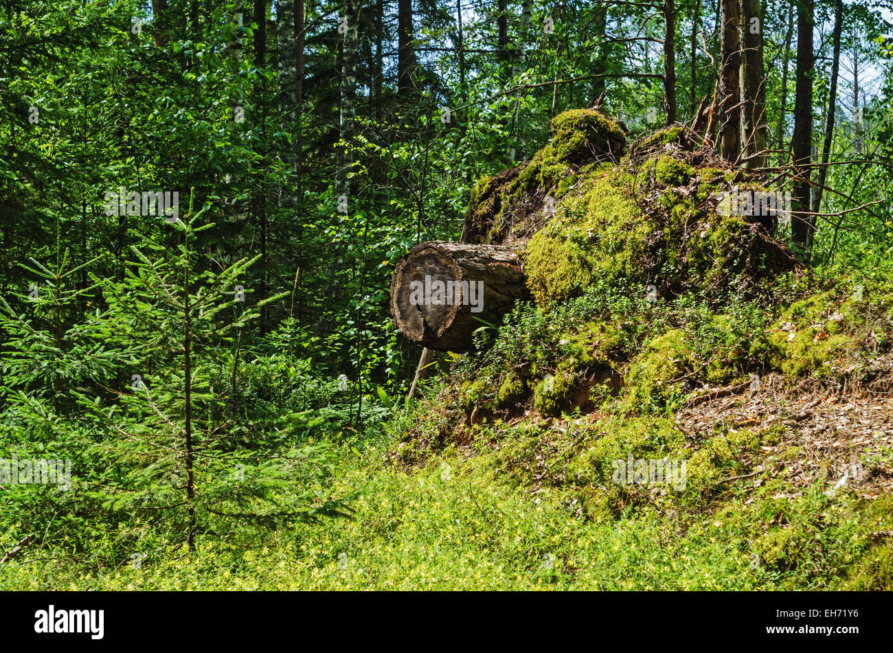 Forest landscape with old and young fir-trees Stock Photo - Alamy