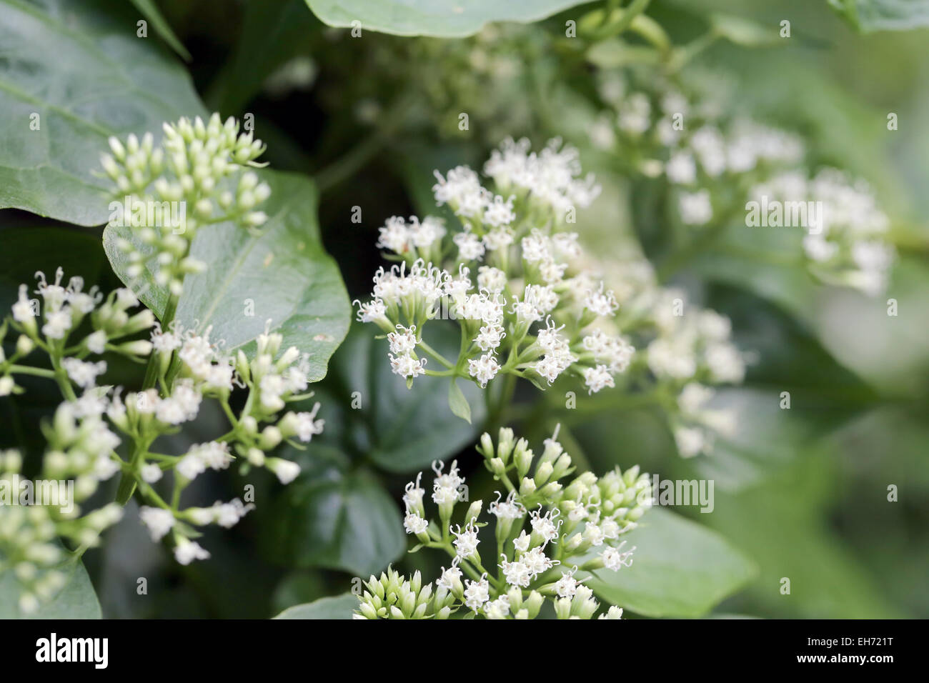 Colorful wildflowers in the forest Stock Photo - Alamy