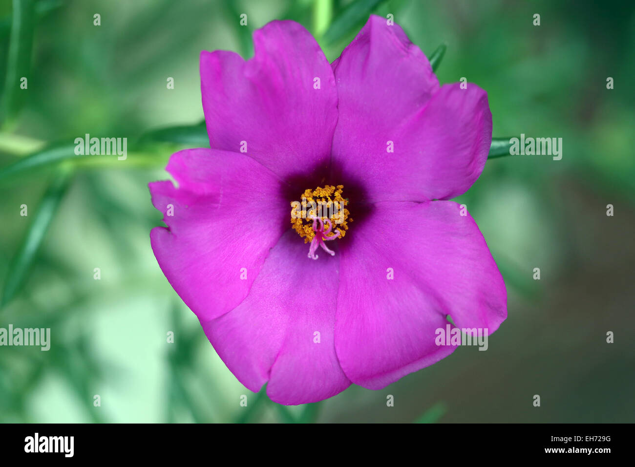 Bright pink flowers in the garden. Stock Photo