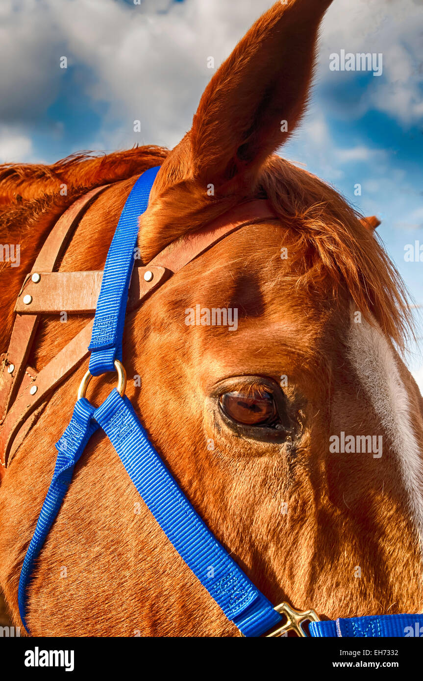 Horse show competition Stock Photo Alamy