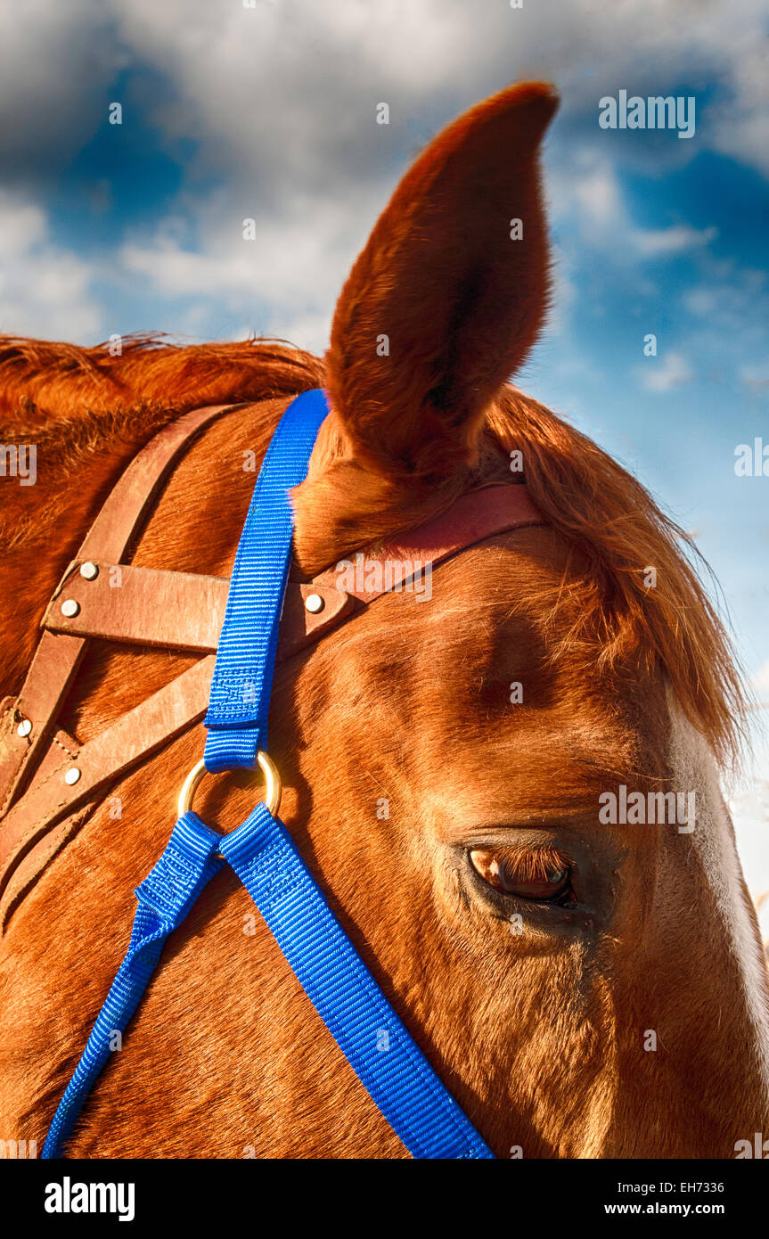 Horse show competition Stock Photo Alamy