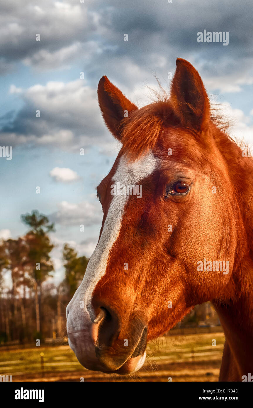 horse-show-competition-stock-photo-alamy