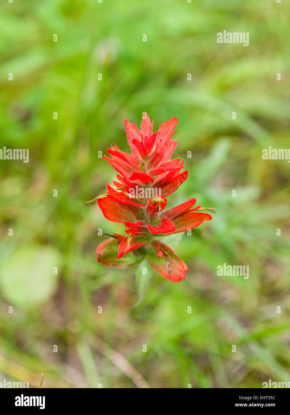 'indian Paintbrush' or 'prairie-fire'.  Castilleha genus of herbaceous plants in the broomrape family, Orobanchaceae. Stock Photo