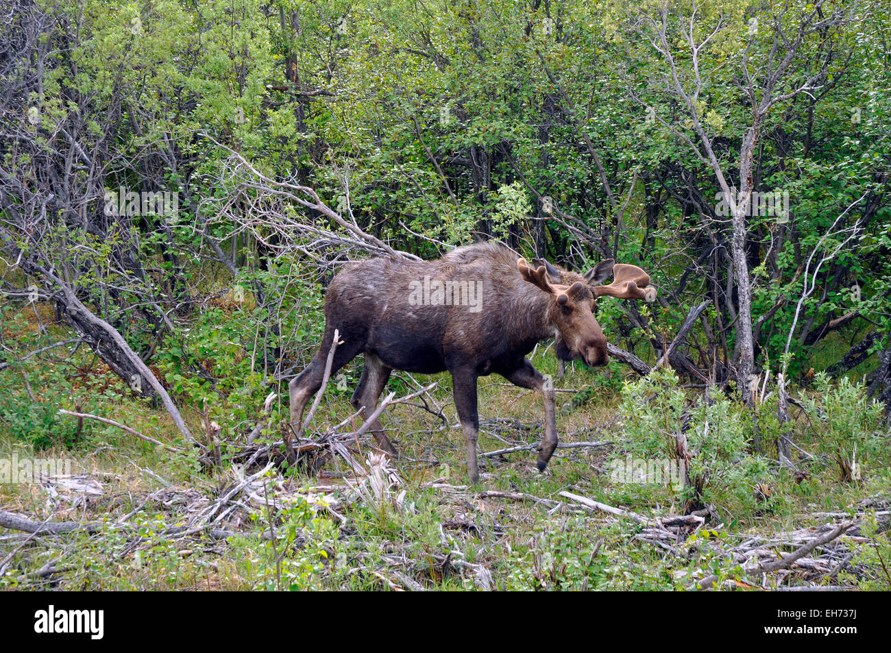 Moose in an Alaskan forest. Stock Photo