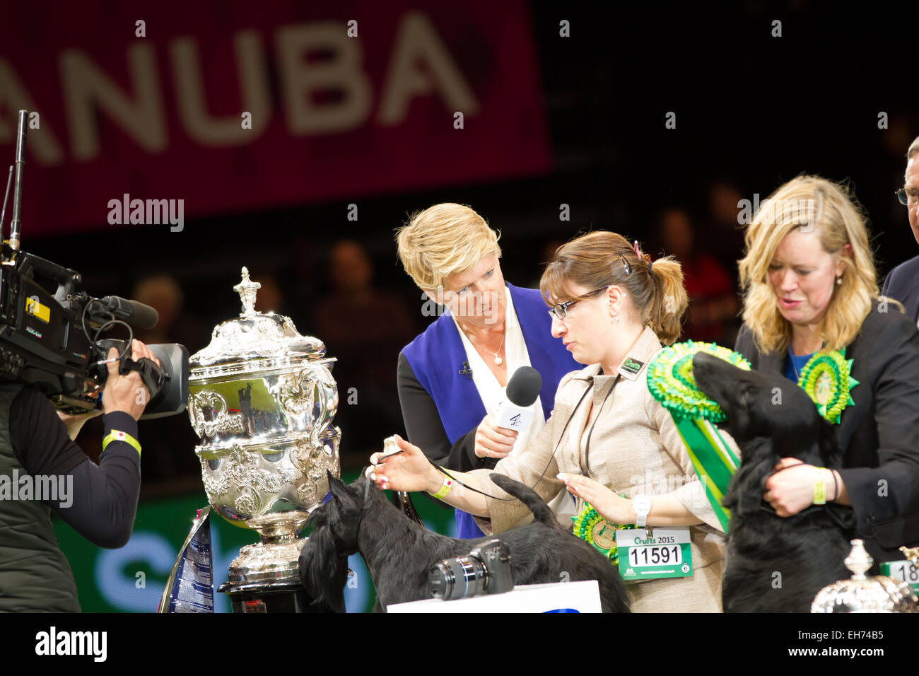 Birmingham, UK. 08th Mar, 2015. Crufts Best in show winner 2015 at the NEC in Birmingham. Knopa the Scottish Terrier and runner up Dublin still holding the rosette. Credit:  steven roe/Alamy Live News Stock Photo