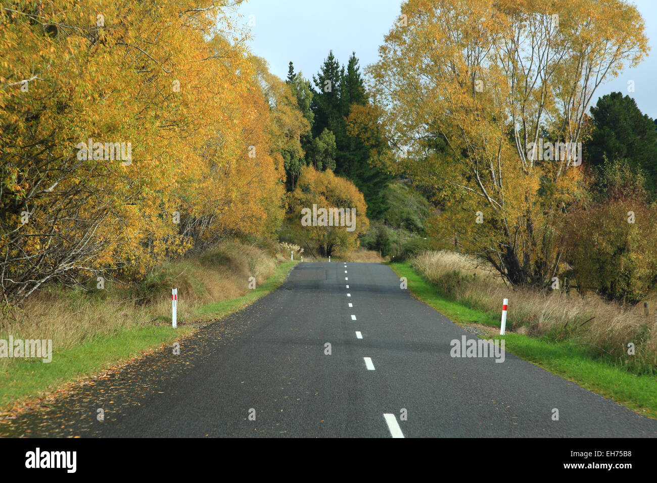 Long road stretching out into the distance with autumn tree in New Zealand Stock Photo