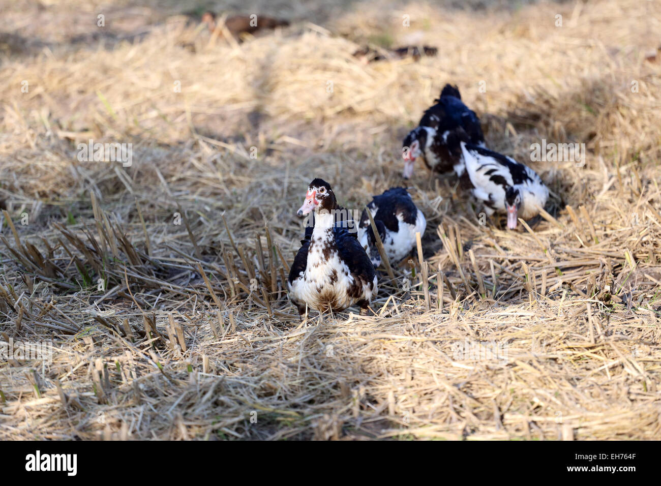 Focus on Duck in the lawn. Stock Photo