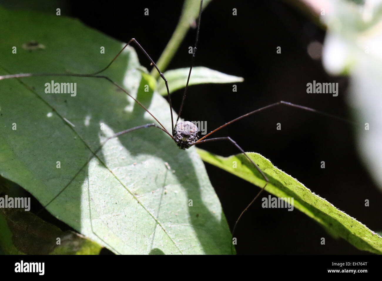 Spider long legs in the wild. Stock Photo
