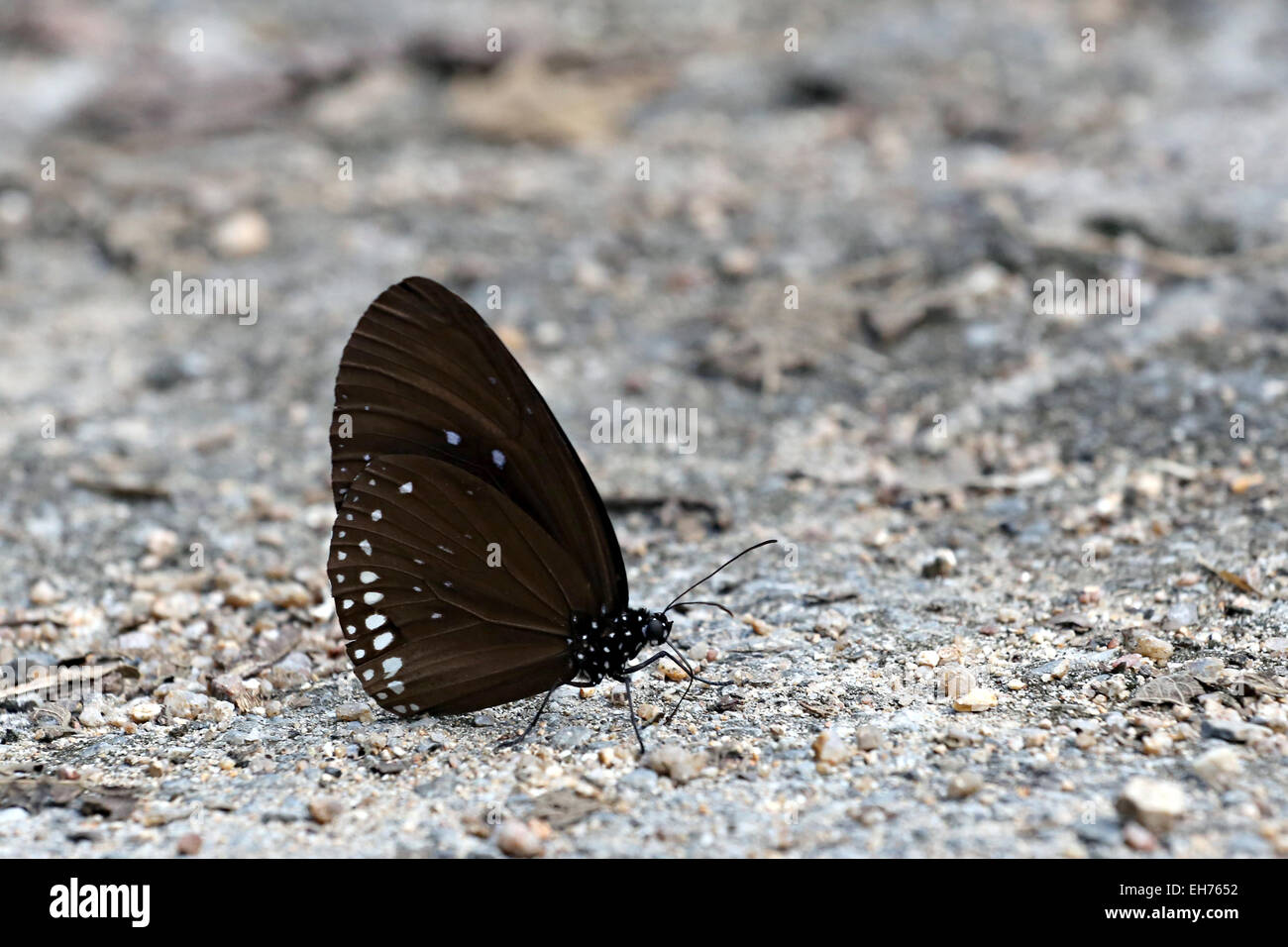 Black butterflies on the ground in the forest. Stock Photo