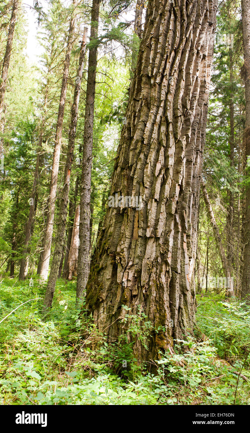 Rare ancient black cottonwood trees in a small grove near Fernie, BC