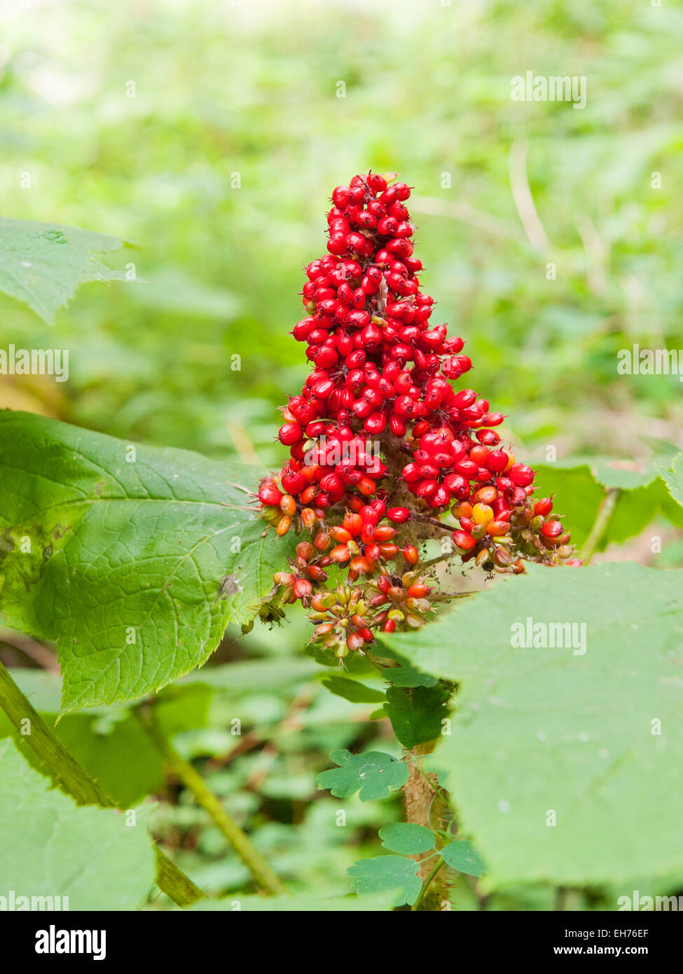 Devils walking stick hires stock photography and images Alamy