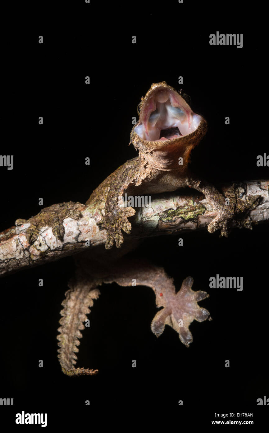 A kinabalu parachute gecko (Ptychozoon rhacophorus) from the montane forest of Kinabalu National Park. Stock Photo