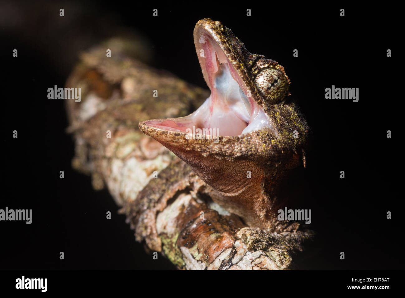 A kinabalu parachute gecko (Ptychozoon rhacophorus) from the montane forest of Kinabalu National Park. Stock Photo