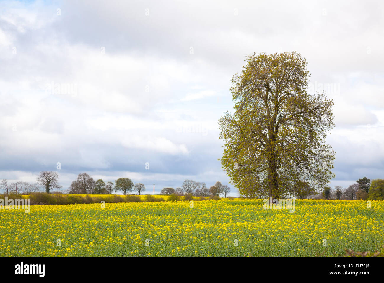 Tree with yellow Canola oilseed flower Field Stock Photo - Alamy