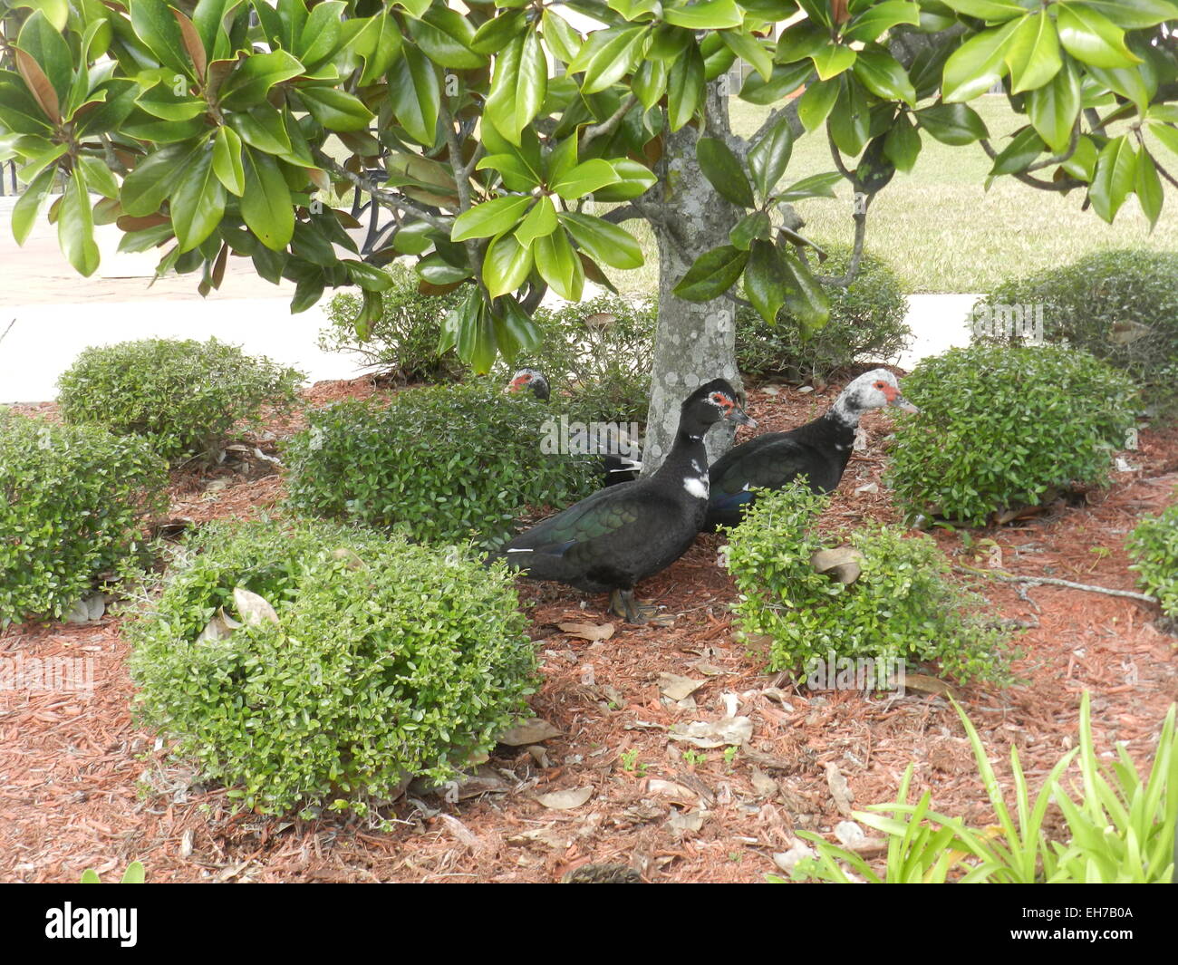Gooses relaxing under tree at the park. Miami, Florida, USA. Photo taken on: March 3rd, 2015 Stock Photo