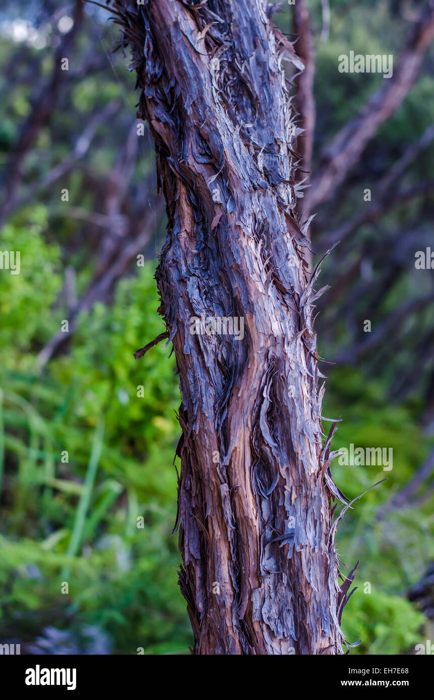 Bark of a native New Zealand Tree Stock Photo Alamy