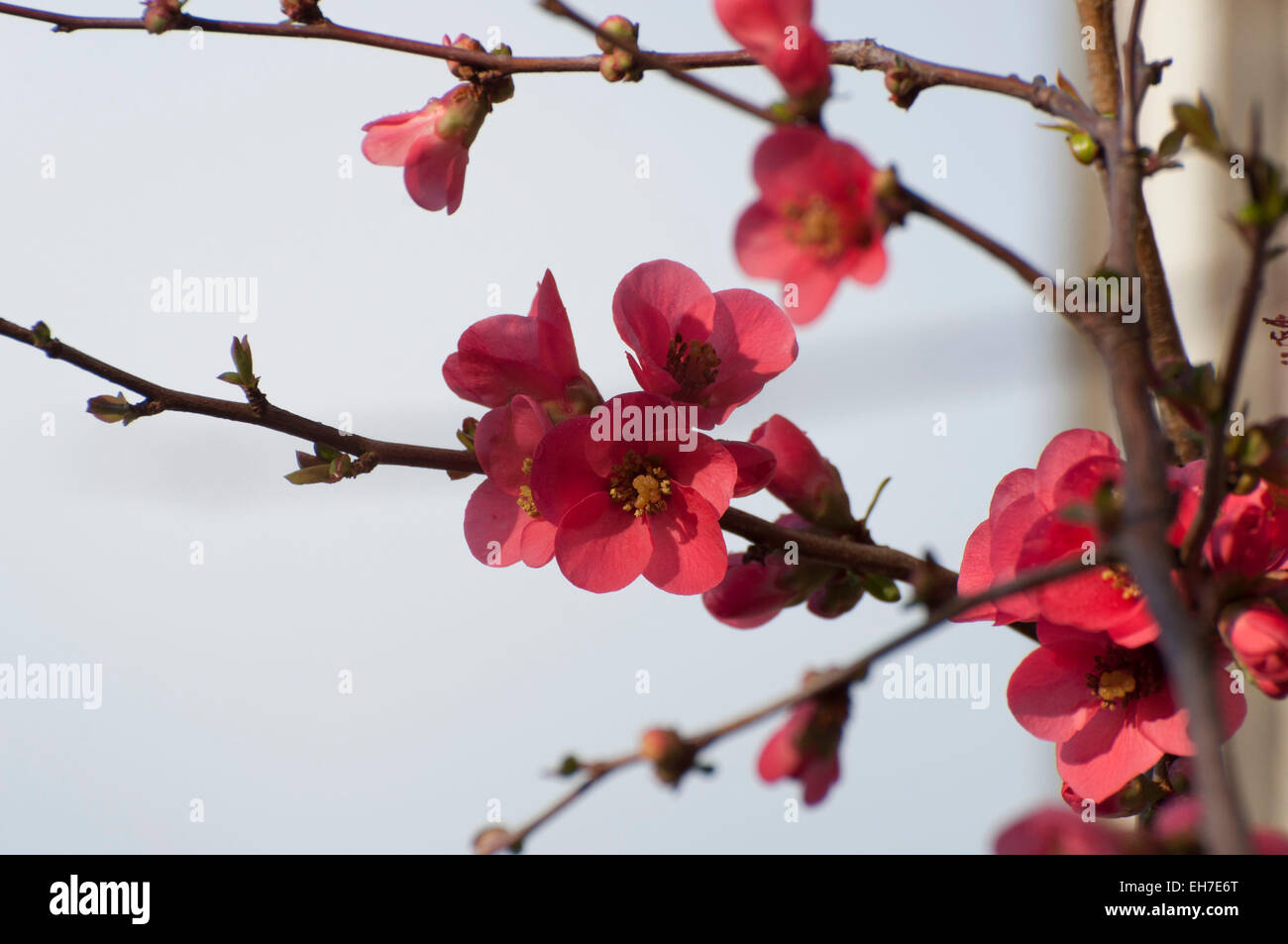 Flowering Quince blooming in February in downtown Olympia, WA. Stock Photo