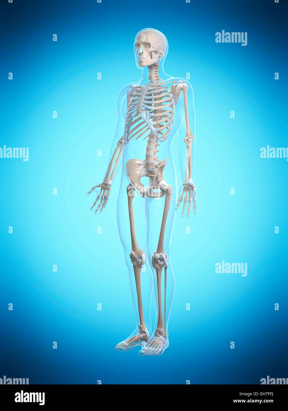 Human skeletal system, artwork Stock Photo - Alamy