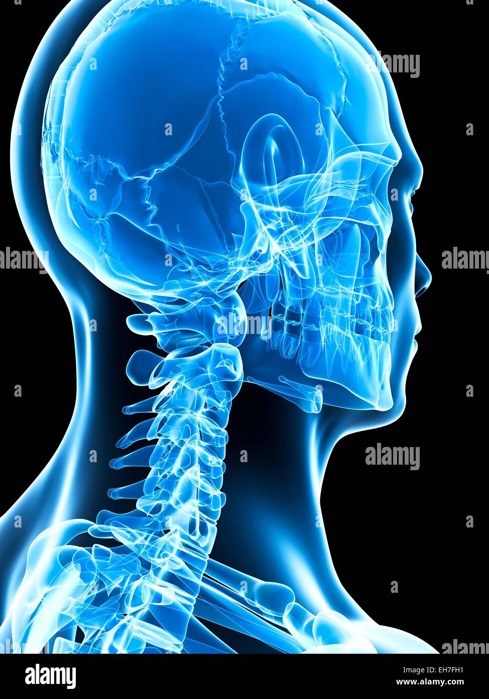 Human skull, computer artwork., artwork Stock Photo - Alamy
