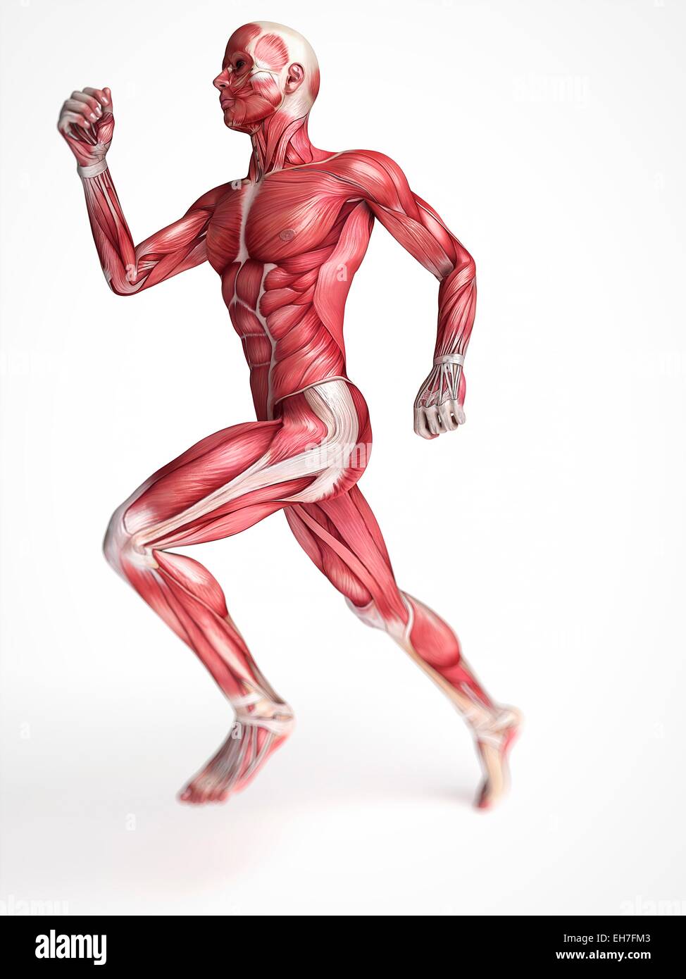 Muscular system of runner, artwork Stock Photo Alamy