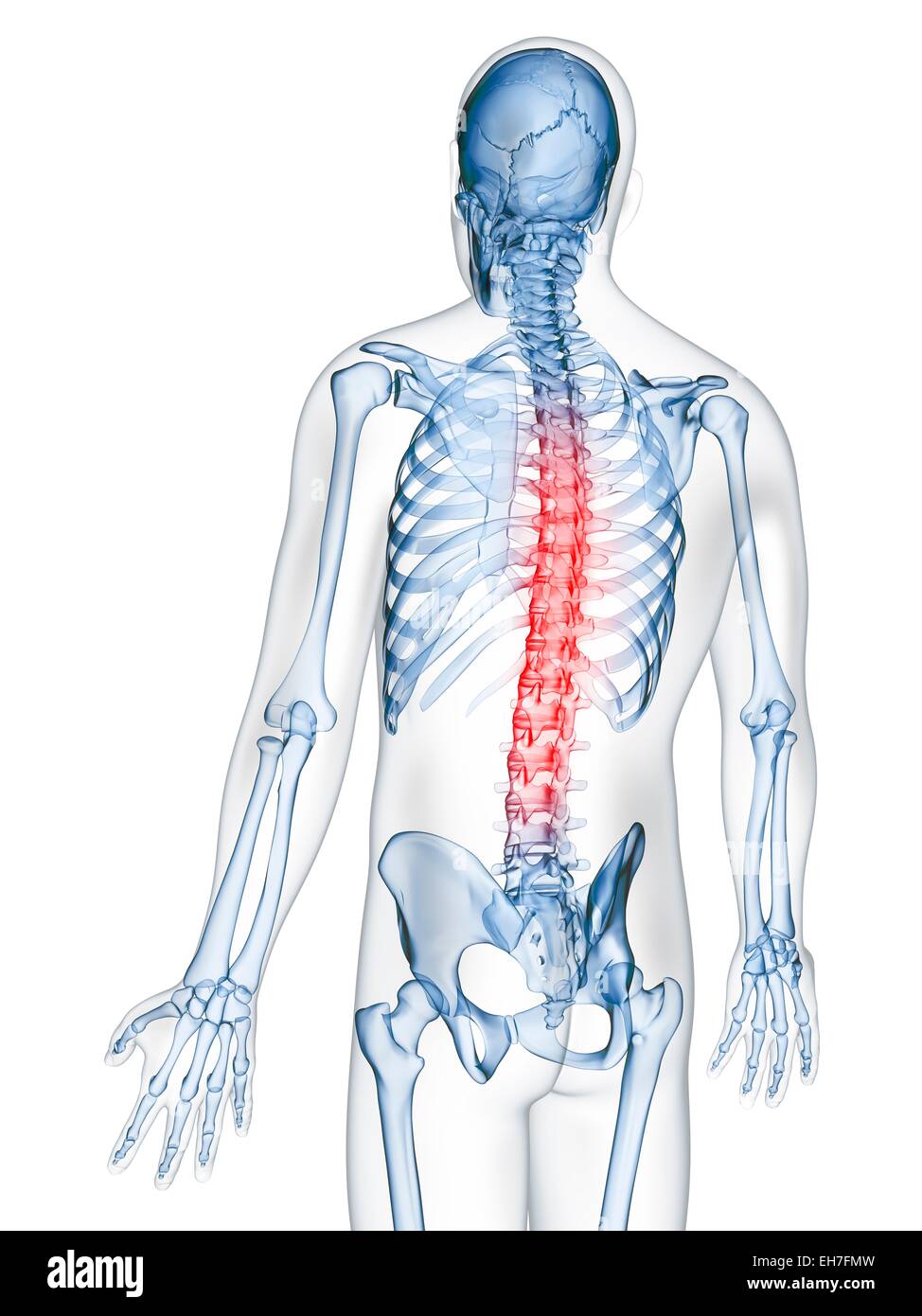 Human thoracic spine pain hi-res stock photography and images - Alamy