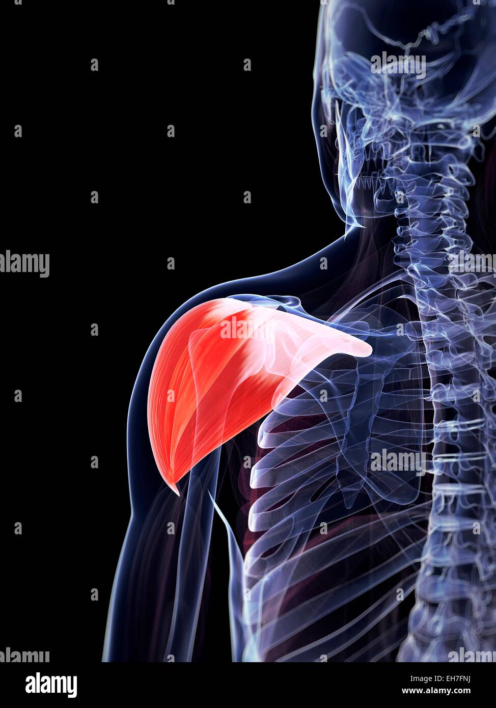 Shoulder muscle anatomy hi-res stock photography and images - Alamy