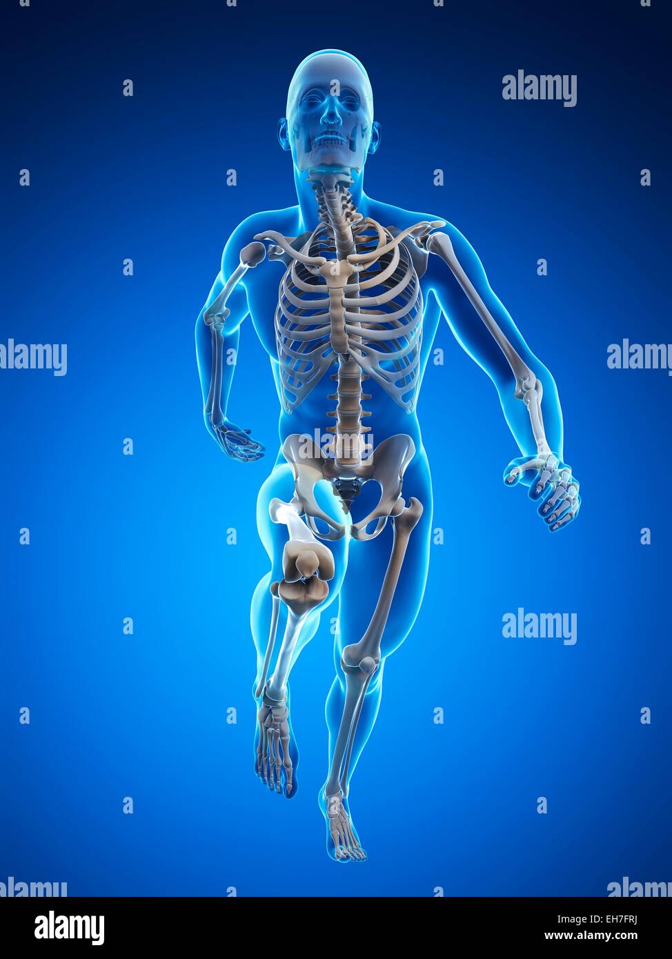 Skeletal system of runner, artwork Stock Photo - Alamy
