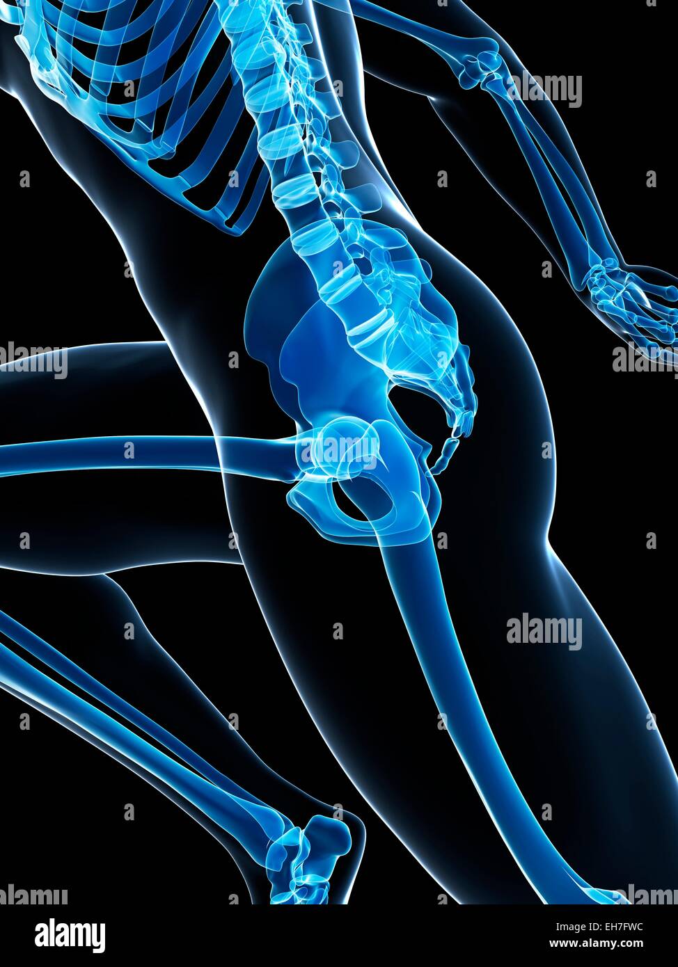 Skeletal system of runner, artwork Stock Photo