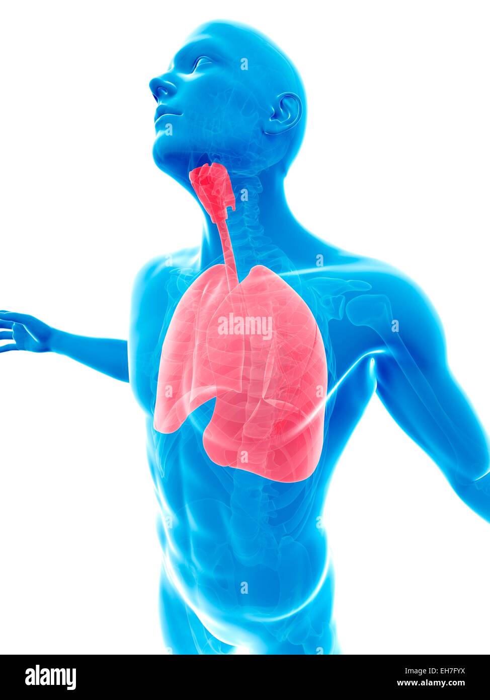 Human lungs, artwork Stock Photo Alamy