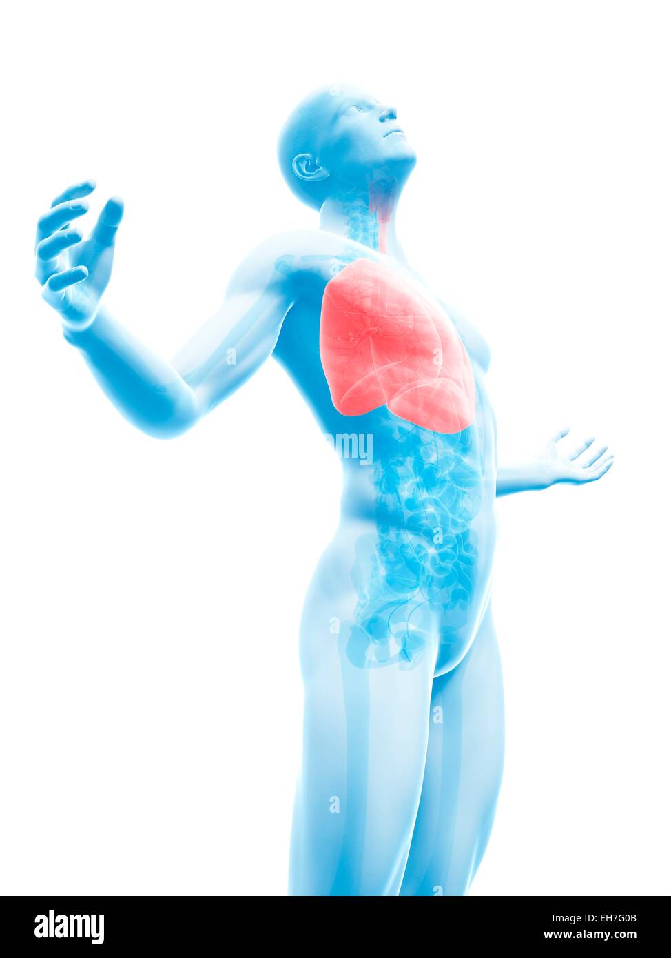 Human lungs, artwork Stock Photo Alamy