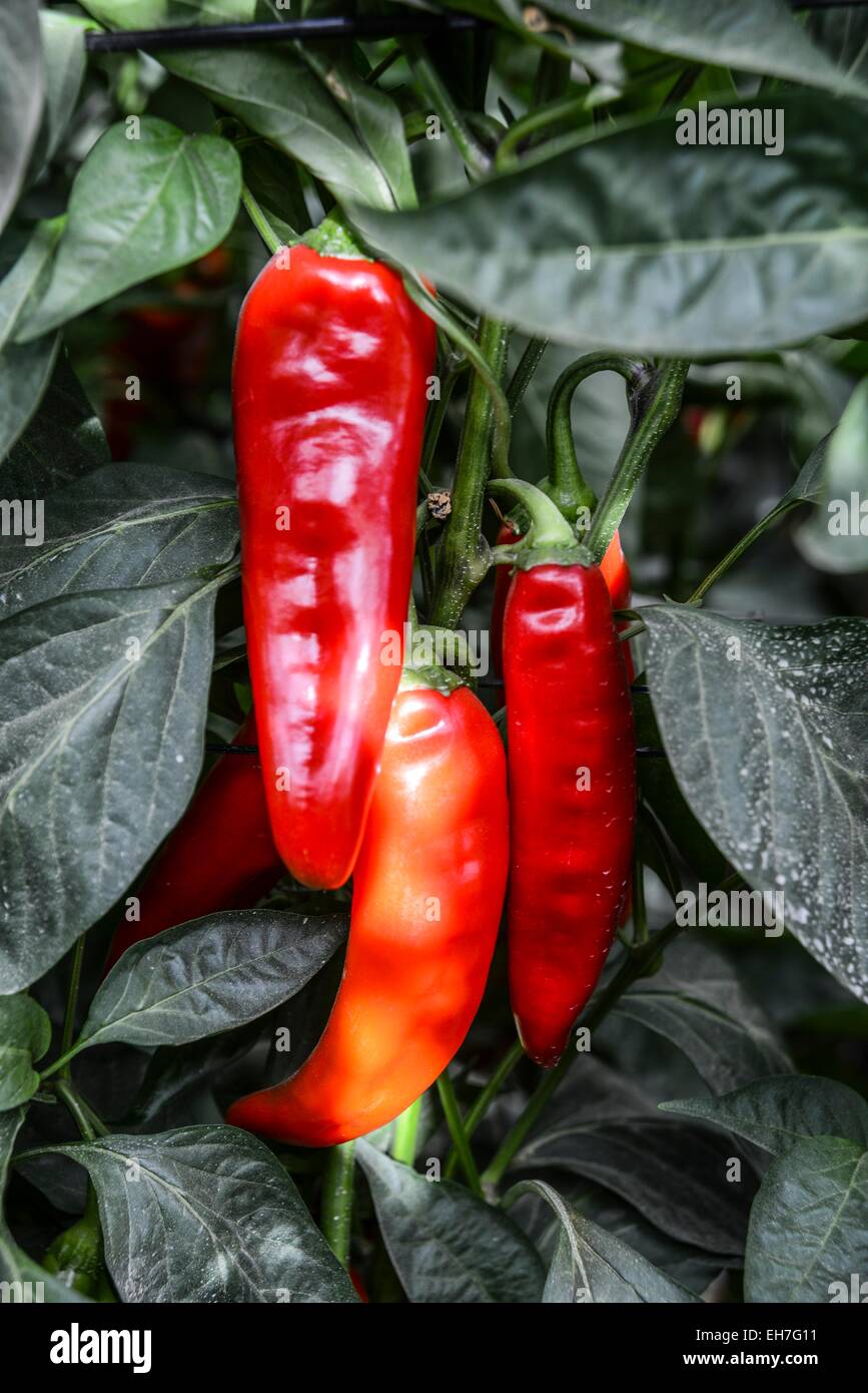 red peppers grow on a bush Stock Photo Alamy